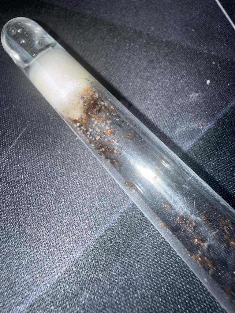Pheidole palidula mieren kolonie 1q 25/50 werksters