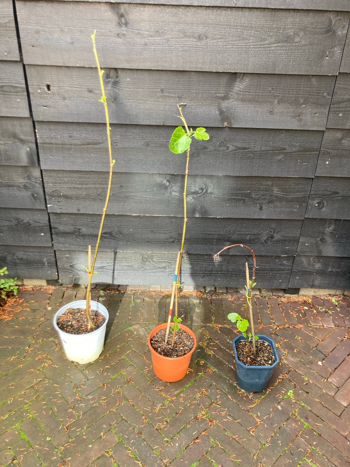 Stek vijgenboom 3x Kweek je eigen vijgen! Tuinplant potplant, Ophalen, Volle zon, Vaste plant, Zomer