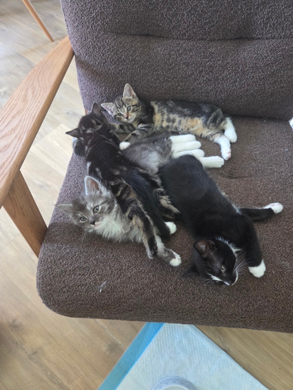 Halve Maine Coon kittens, Dieren en Toebehoren, Katten en Kittens | Raskatten | Langhaar, Meerdere dieren, Ontwormd, 0 tot 2 jaar