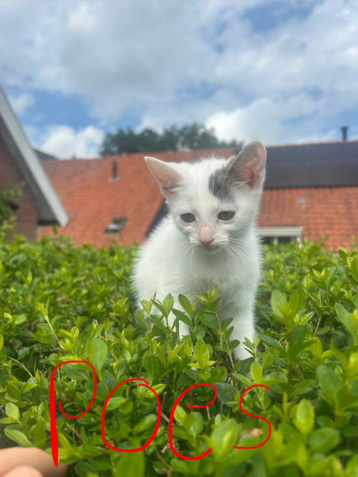 Lieve boerderij kittens🥰, Meerdere dieren