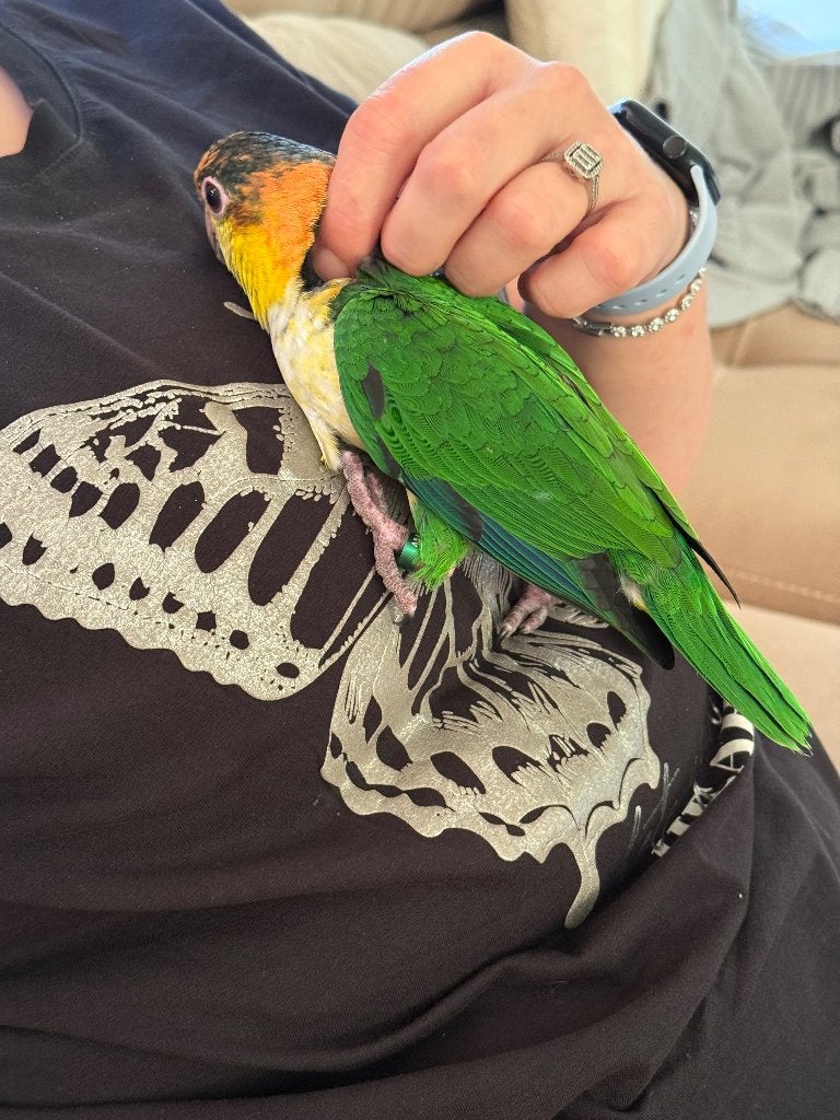 Caique Roestkop Witbuik Super Handtam met DNA certificaat, Vrouwelijk, Papegaai, Tam