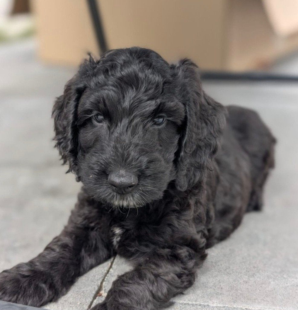 Cockapoo pups ( zwart reutje), Parvo, Overige rassen, 8 tot 15 weken, Meerdere dieren