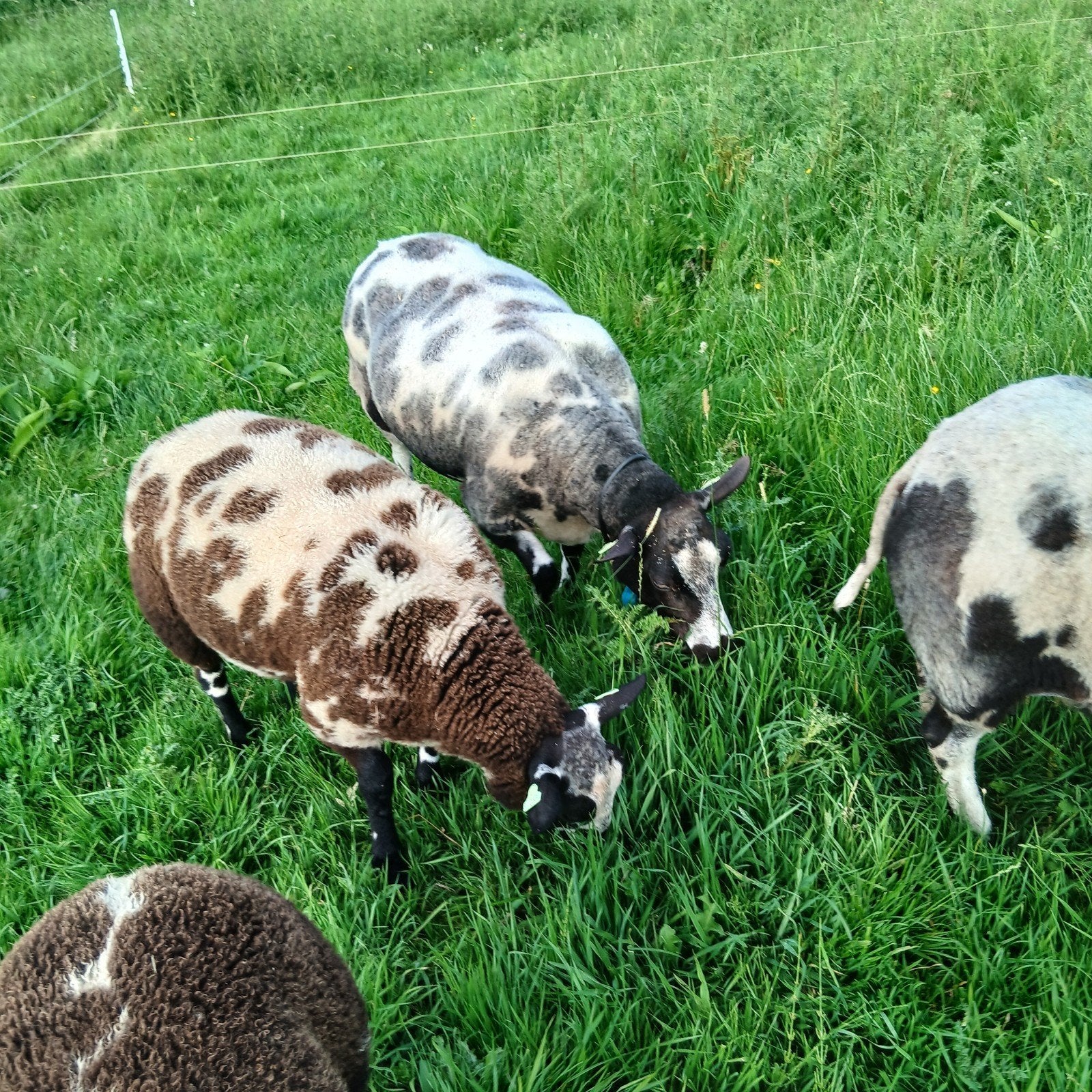 Bonte rammen, Dieren en Toebehoren, Mannelijk, Schaap, 0 tot 2 jaar
