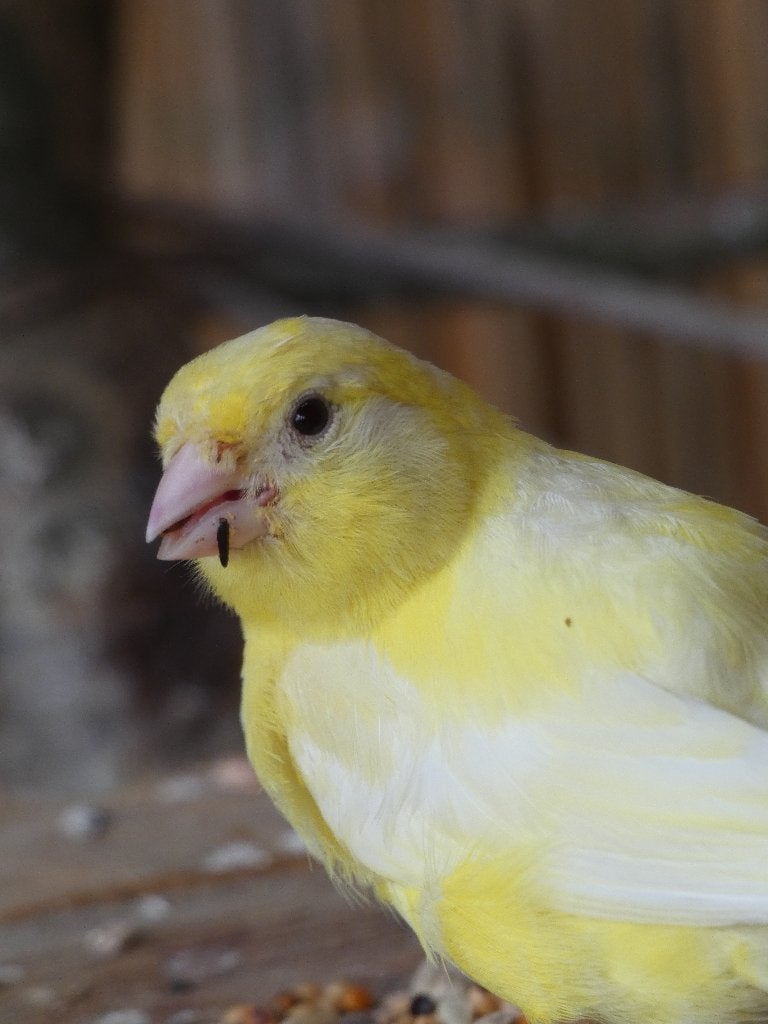 Kanaries, Dieren en Toebehoren, Vogels | Kanaries, Meerdere dieren, Kleurkanarie