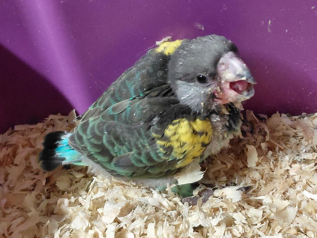 Jonge tamme Meyer-papegaai en een ...., Dieren en Toebehoren, Geslacht onbekend, Papegaai, Geringd
