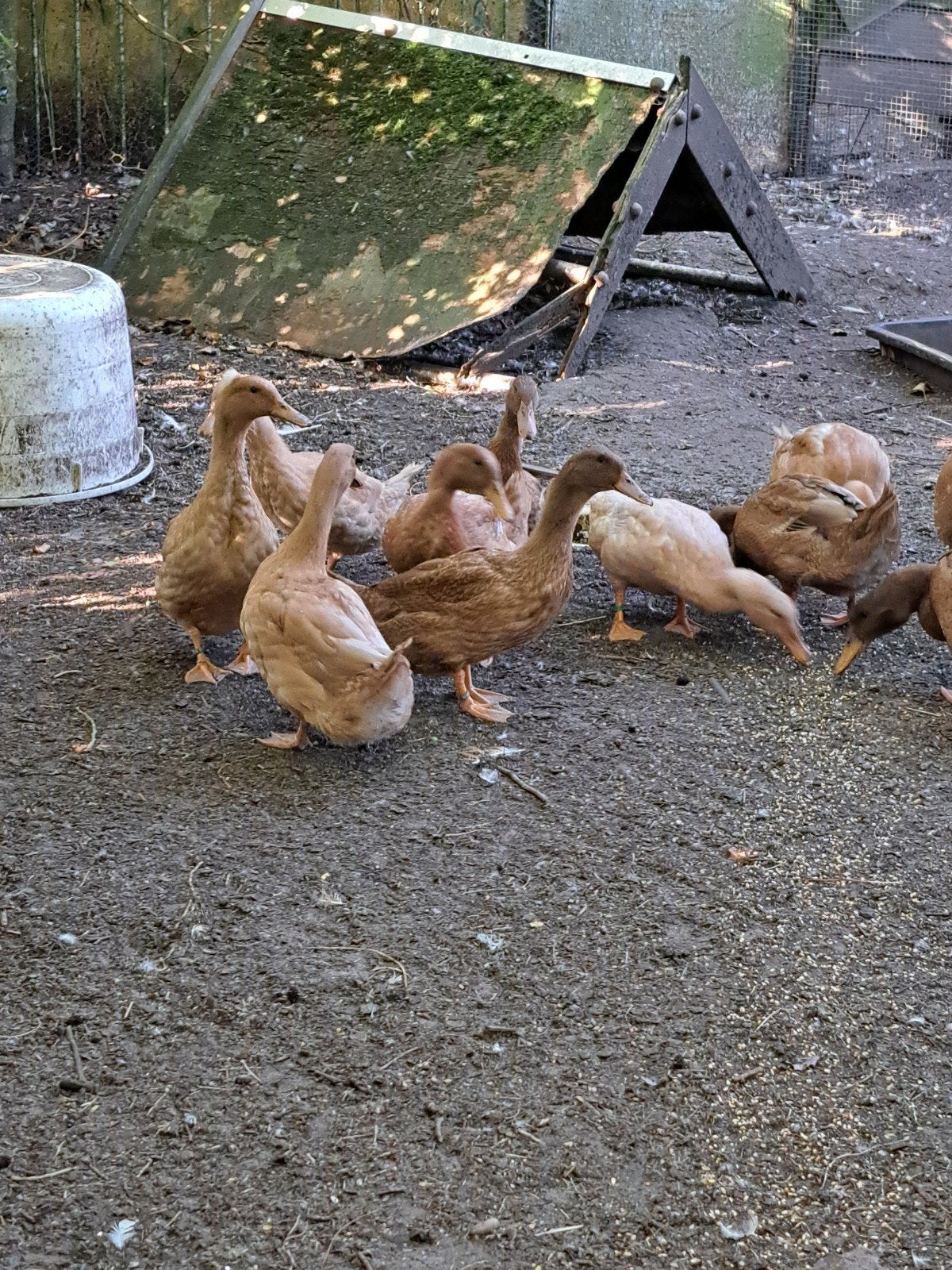 Koppel orpington eenden, Dieren en Toebehoren, Meerdere dieren, Eend