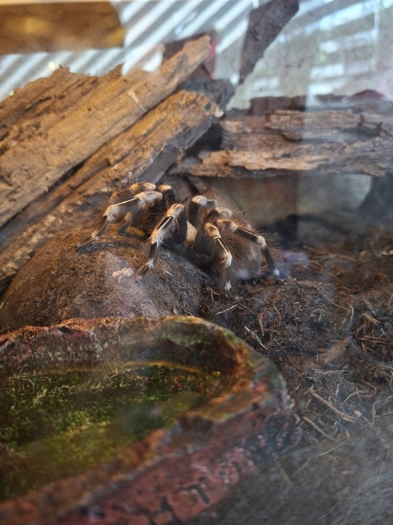 Braziliaanse vogelspin, Dieren en Toebehoren, Insecten en Spinnen, Spin of Schorpioen