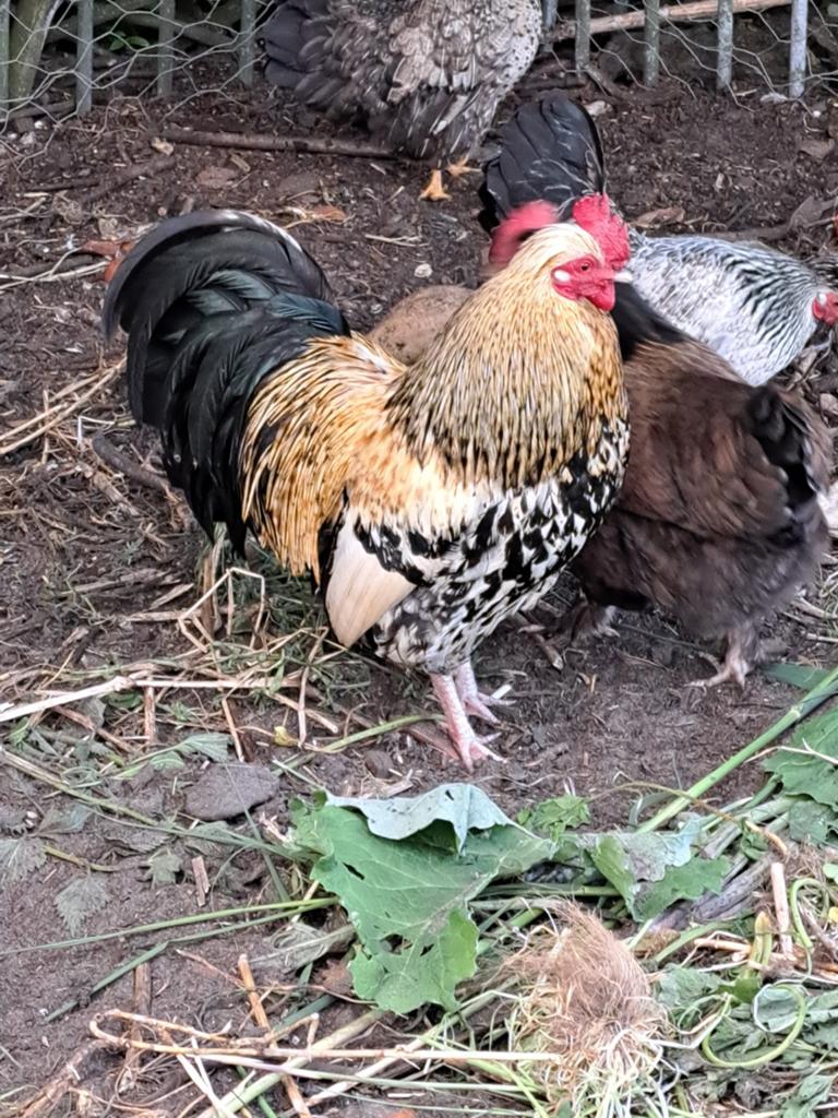 3 Hanen, Dieren en Toebehoren, Pluimvee, Mannelijk, Kip