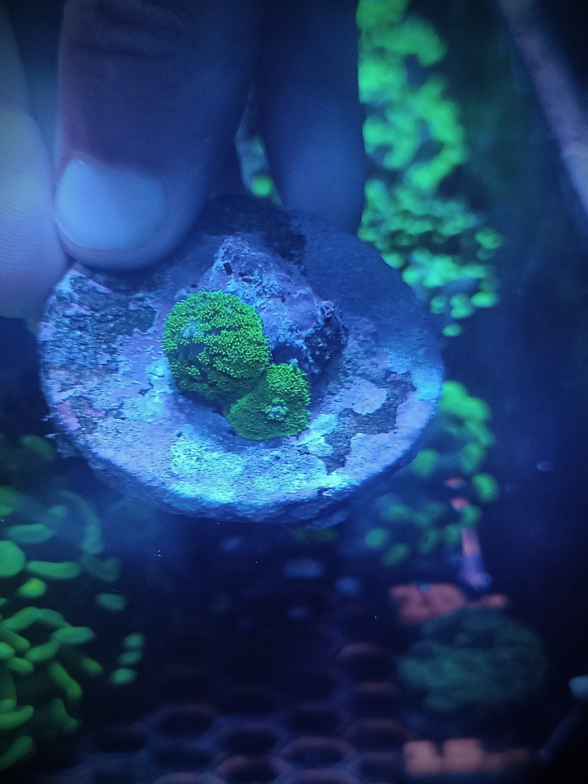 WYSIWYG rhodactis ultra green, Overige typen, Zoutwatervis