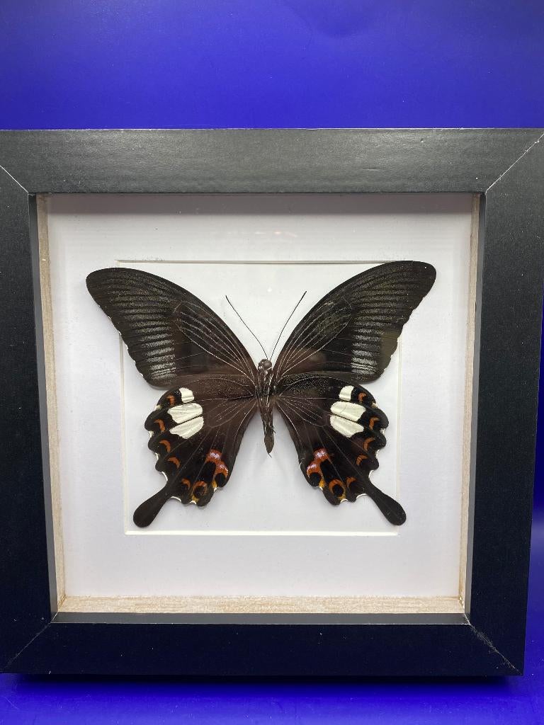 vlinder Papilio Helenus, Verzamelen, Dierenverzamelingen, Ophalen of Verzenden, Nieuw, Insect, Opgezet dier
