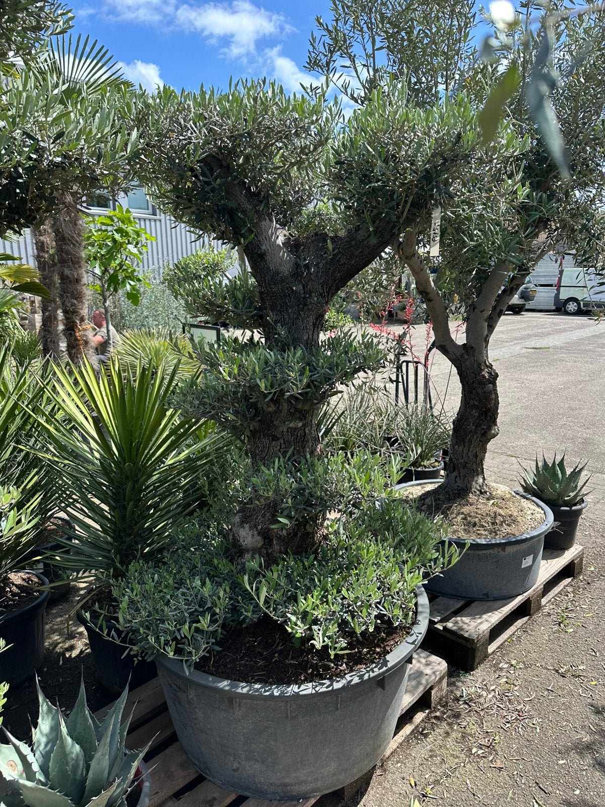 Pon pon olijfbomen, Tuin en Terras, Planten | Bomen, Ophalen of Verzenden