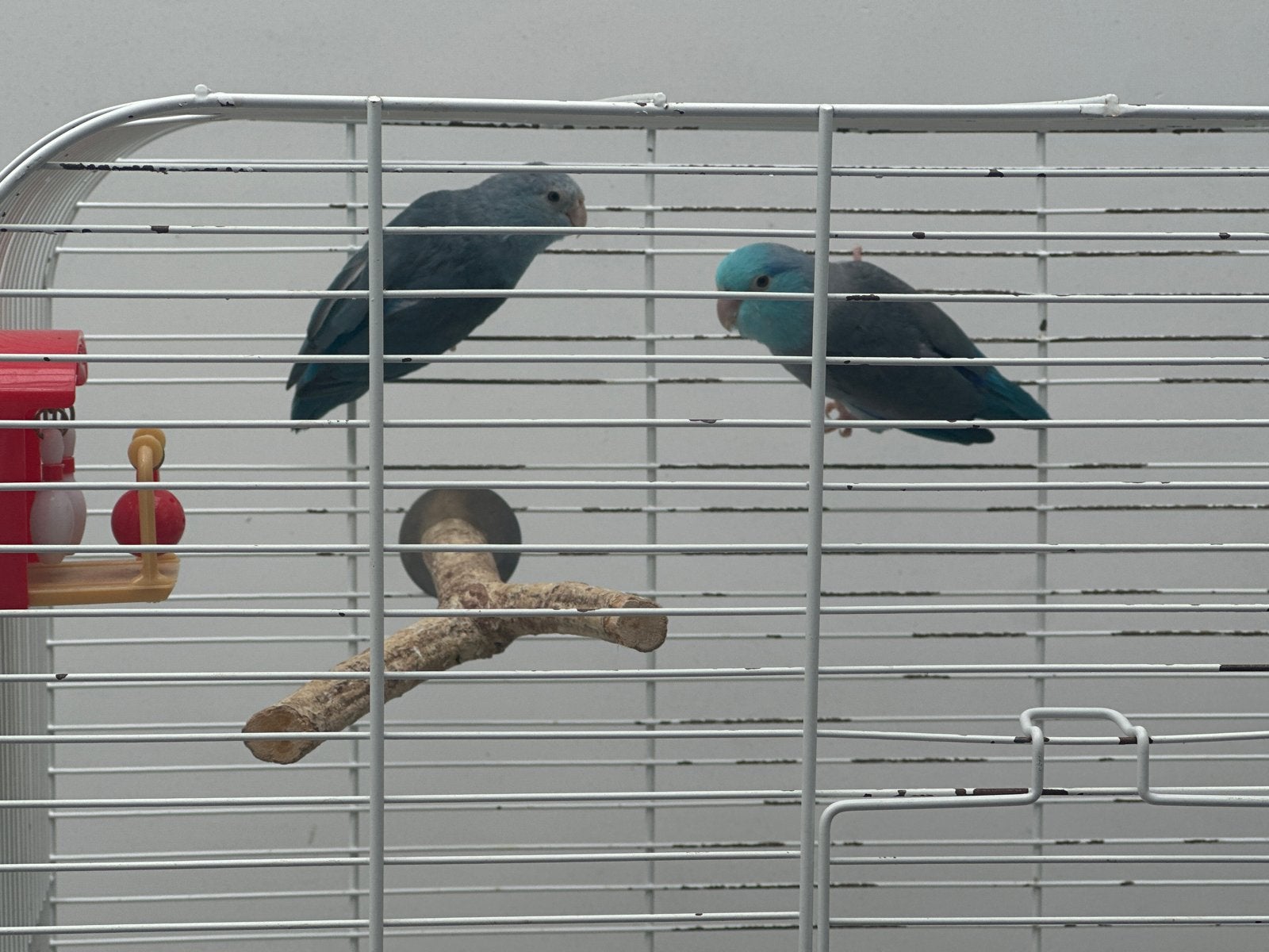 2 forpussen te koop met kooi., Meerdere dieren