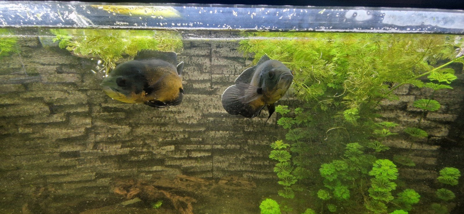 pauwoog ciclides, Vis, Zoetwatervis