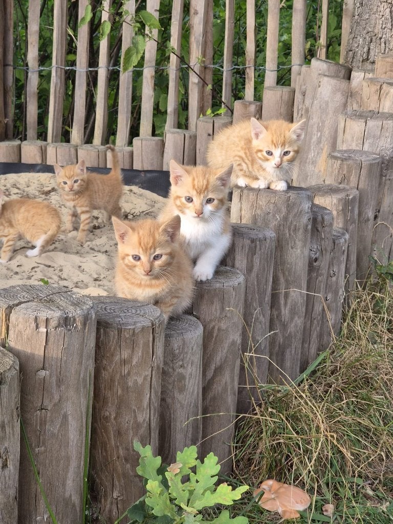 Boerderijkittens, Meerdere dieren, 0 tot 2 jaar