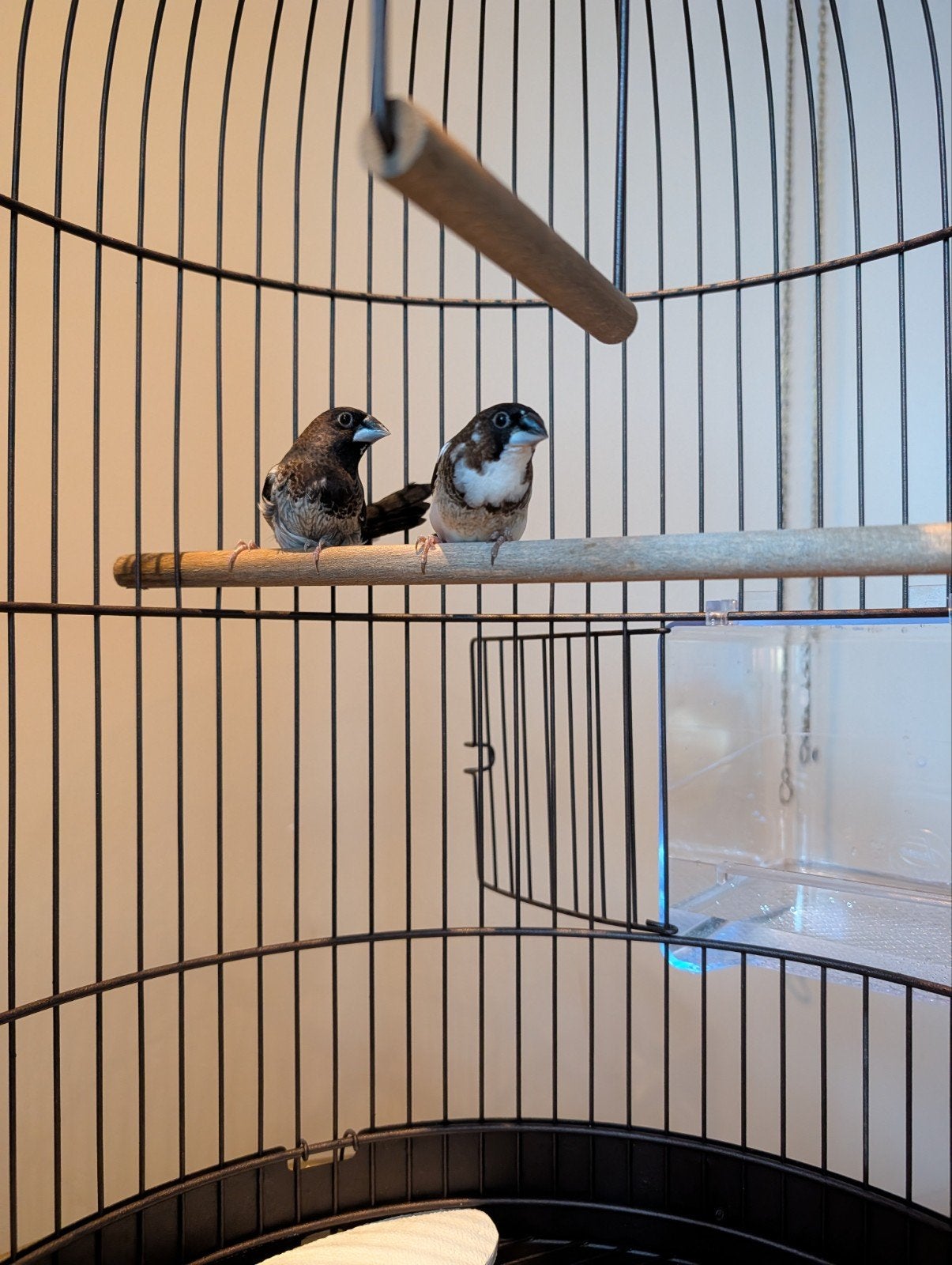 5 Japanse Meeuwtjes, Dieren en Toebehoren, Meerdere dieren, Tropenvogel
