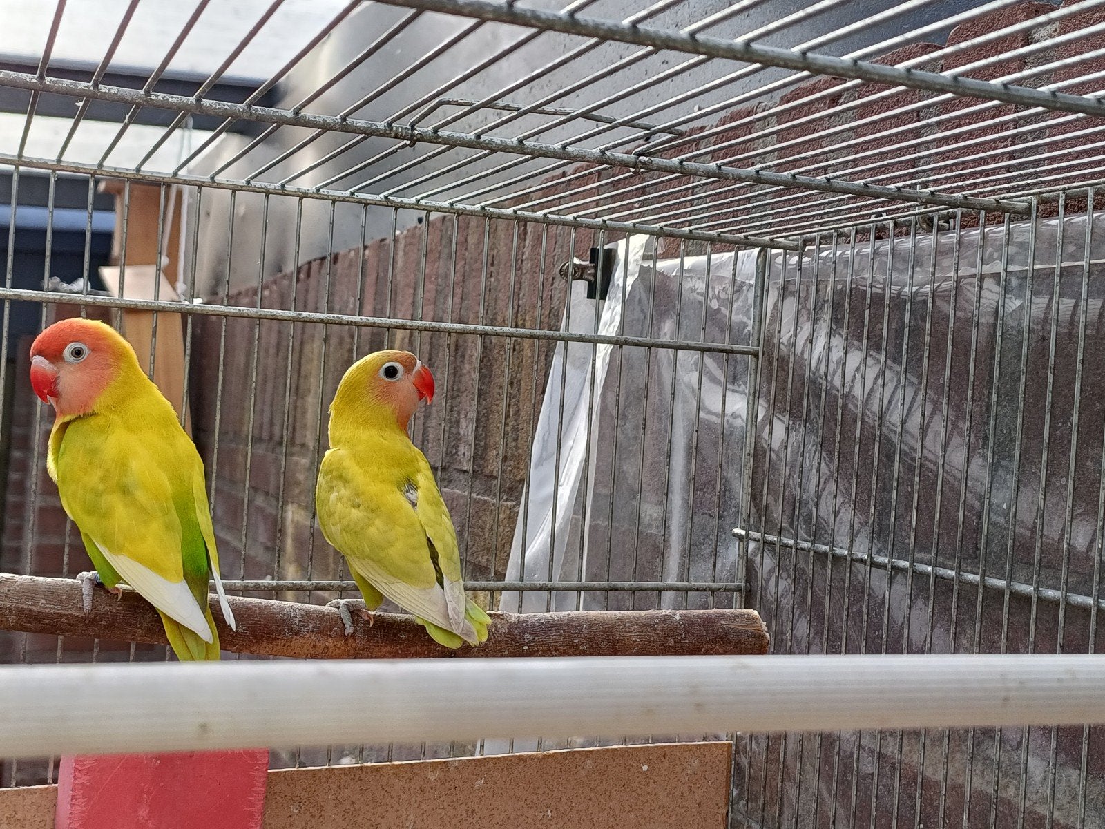 Agapornis, 2 maanden jong., Dieren en Toebehoren, Geslacht onbekend, Dwergpapegaai of Agapornis