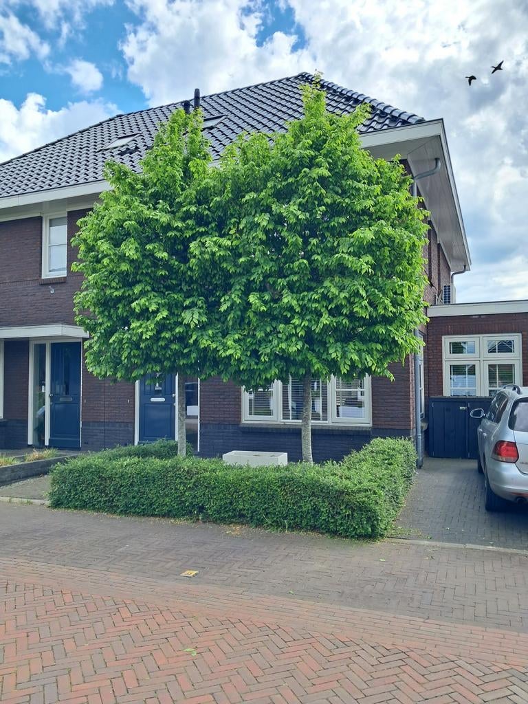 Twee leibomen leilindes, Ophalen, Overige soorten