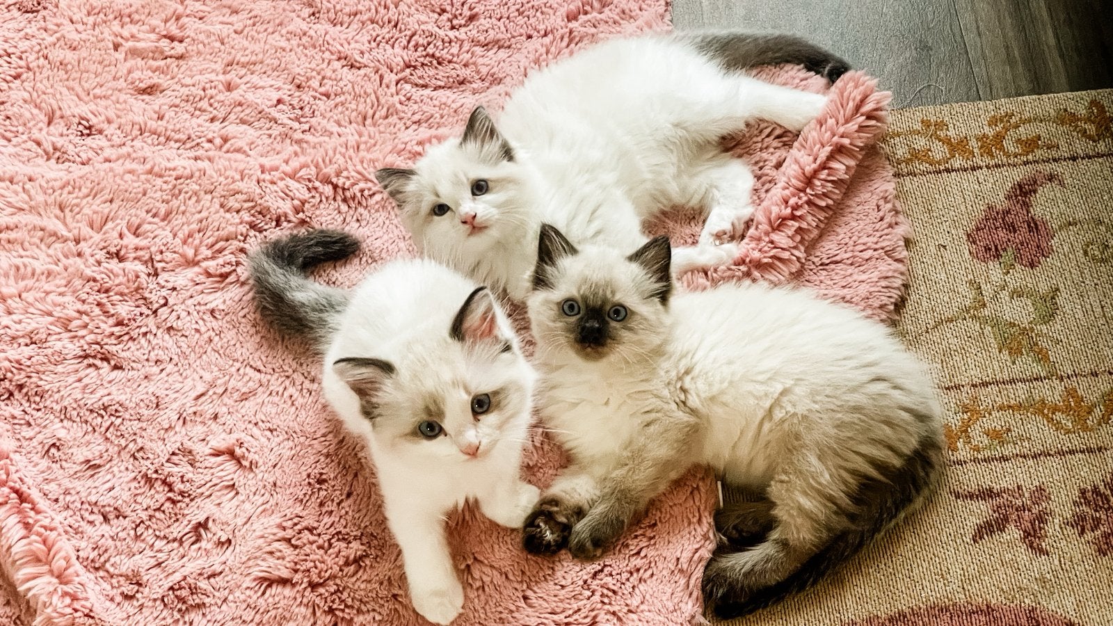 Prachtige, mega lieve Ragdoll kittens, Meerdere dieren, Gechipt, 0 tot 2 jaar