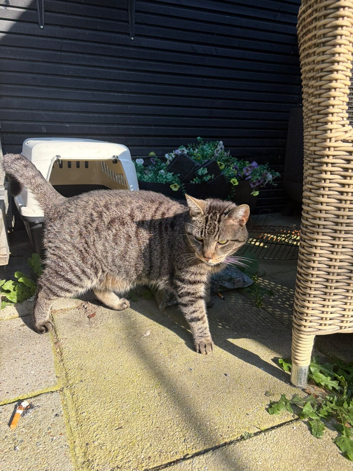 Ontzettend lief knuffel katertje, Dieren en Toebehoren, Kater, Kortharig