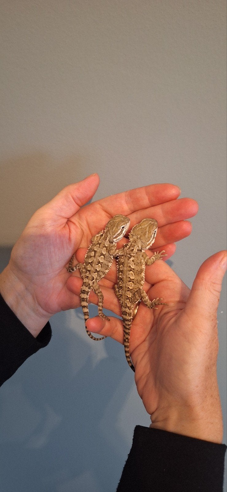 Nakweek Dwerg Baardagaam / Pogona Henrylawsoni, Dieren en Toebehoren, Reptielen en Amfibieën