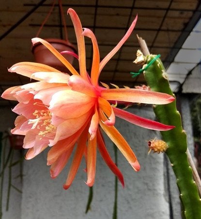 cactus - Epiphyllum Dr. Rudy Dorsch, Ophalen of Verzenden, Cactus, Volle zon, Minder dan 100 cm