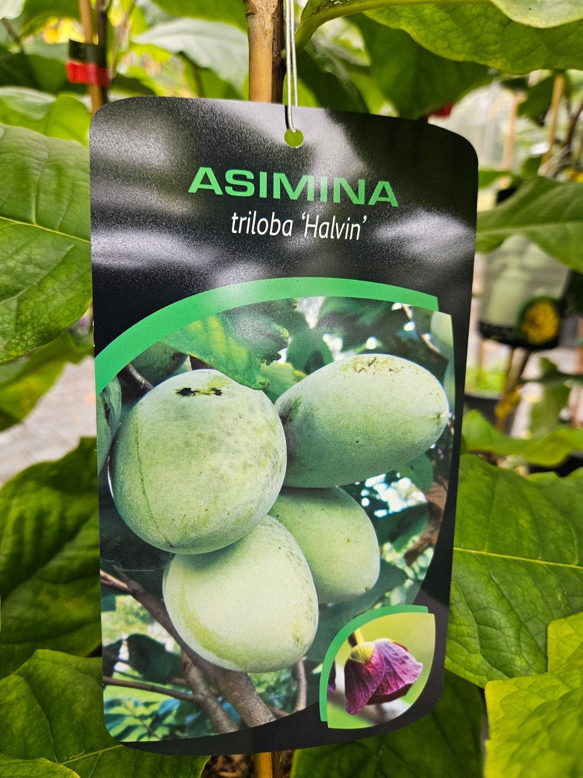 Asimina triloba Halvin / pawpaw / eetbare vruchten  ‼️, Lente, 250 tot 400 cm, Ophalen, Volle zon
