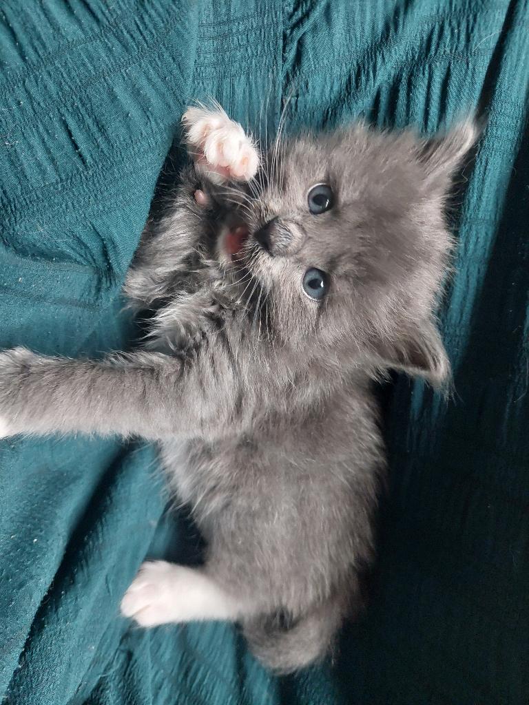 Maine Coon X kittens, Dieren en Toebehoren, Katten en Kittens | Raskatten | Langhaar, Kater, Ontwormd, 0 tot 2 jaar