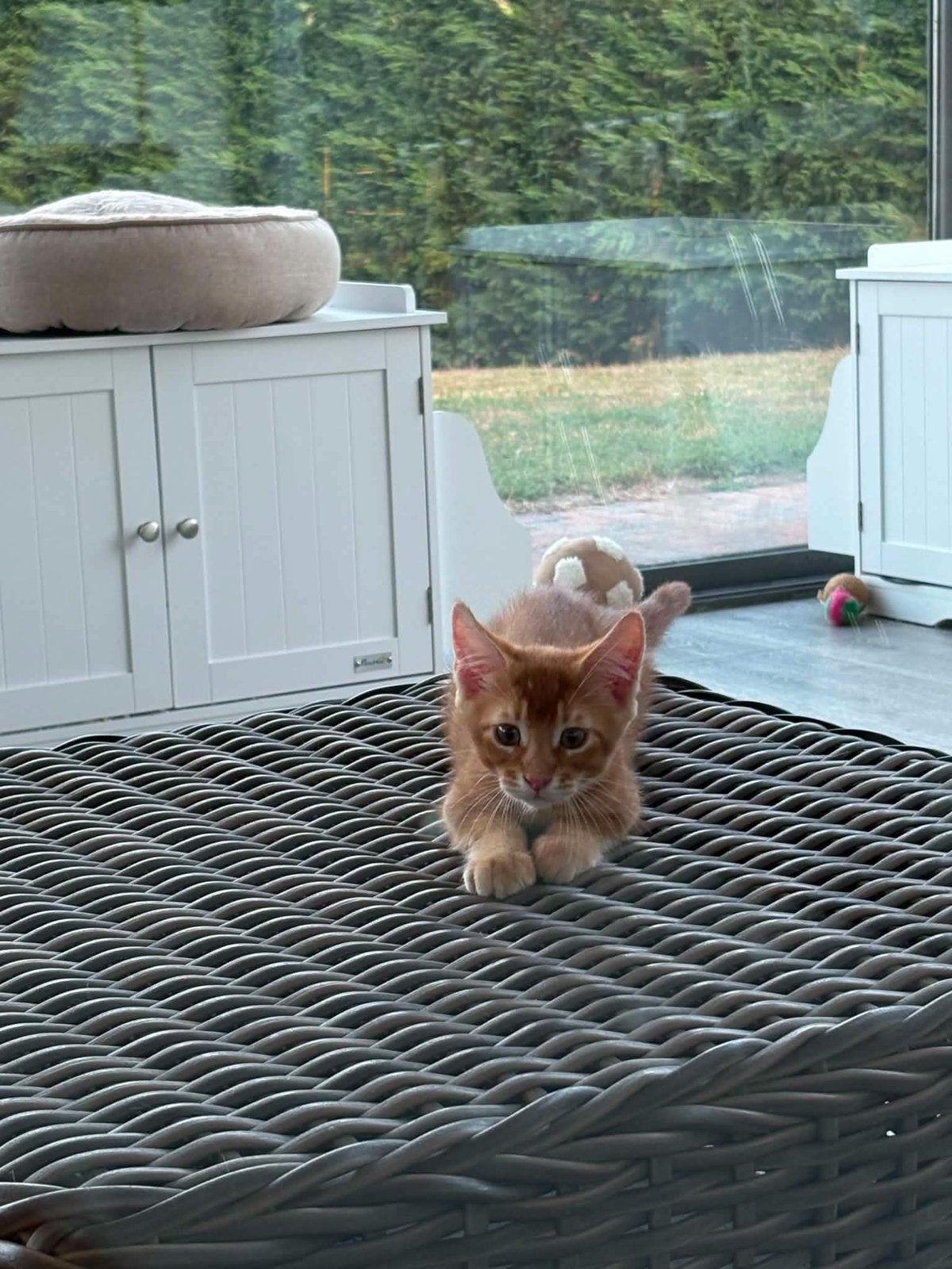 Lief Abessijn katertje zoekt een warm thuis, Kater