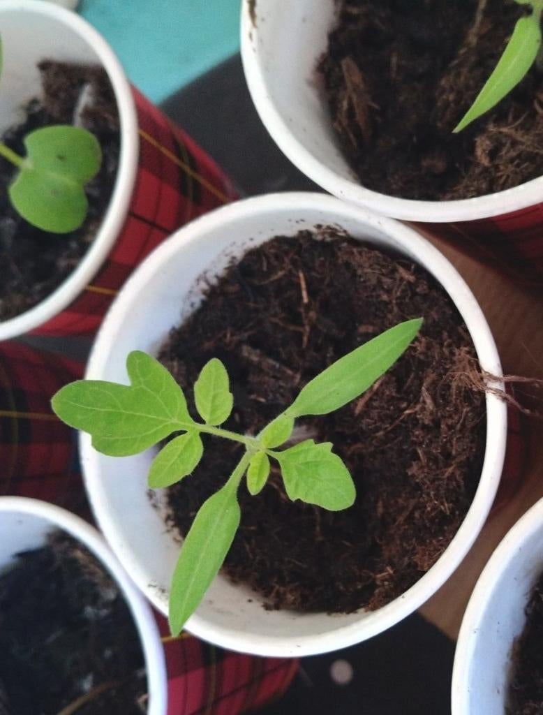 Biologische tomatenplantjes - Vers van eigen kweek, Tuin en Terras, Ophalen, Volle zon, Groenteplanten, Eenjarig