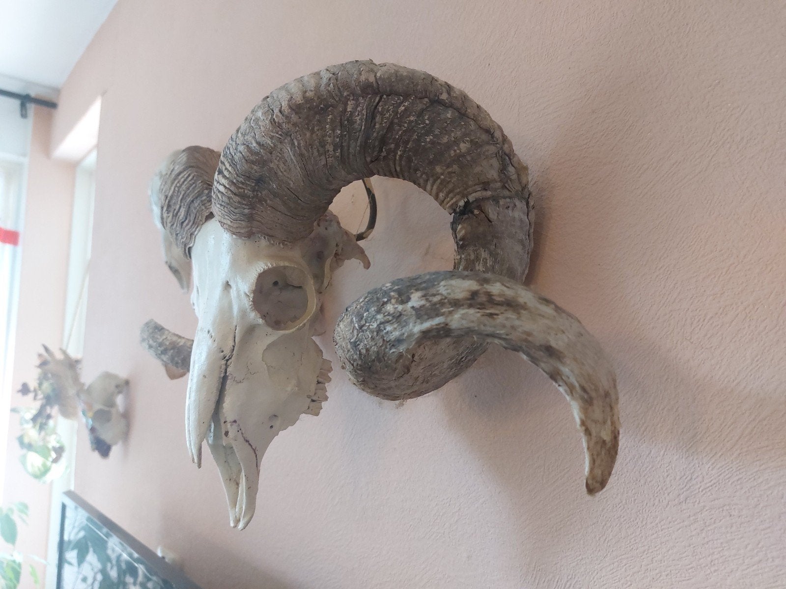 Ramschedel Heideschaap – 50 cm, Volle Krul, Friesland, Ophalen, Schedel