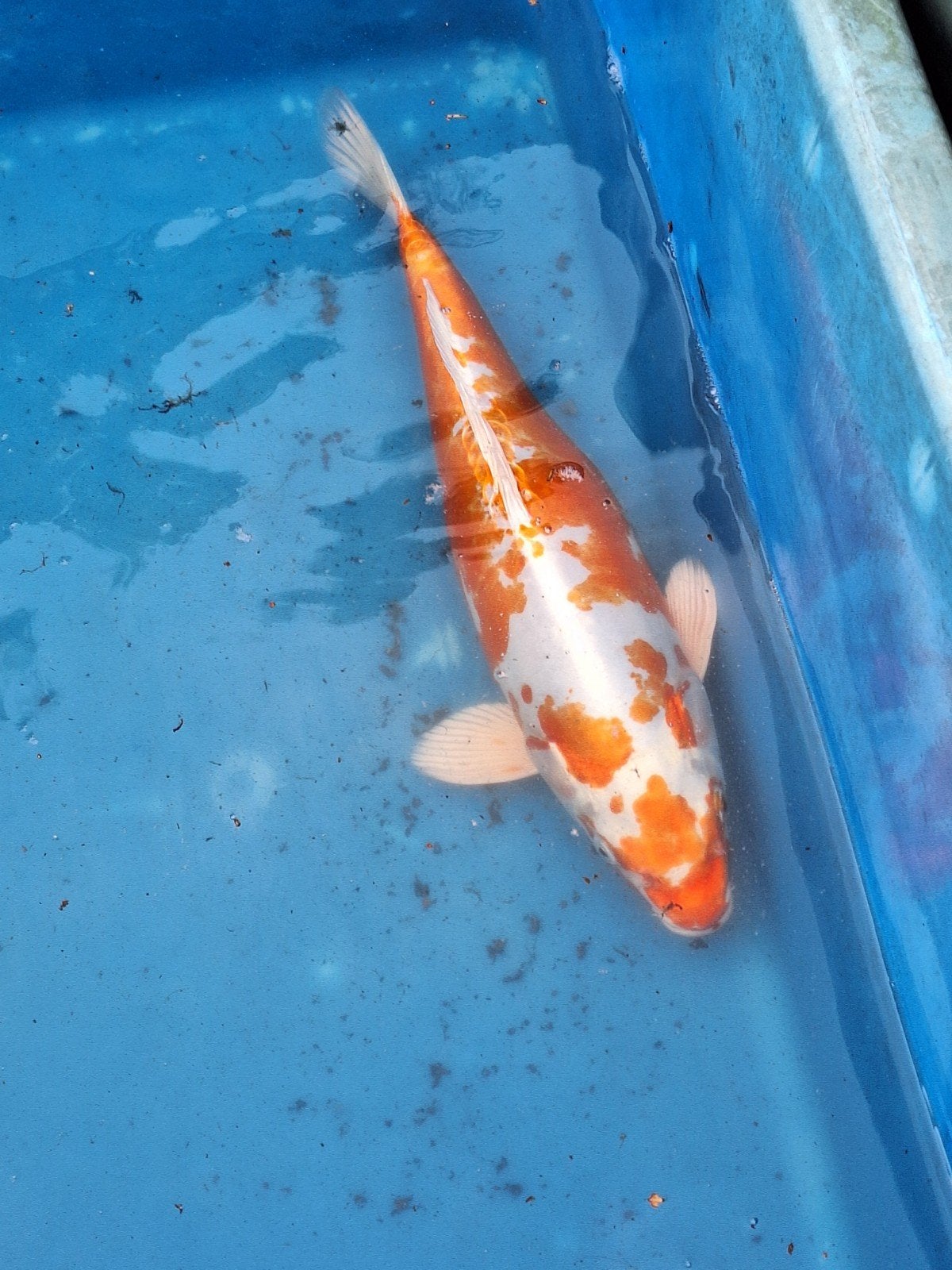 Kikokurio, Dieren en Toebehoren, Karper of Koi