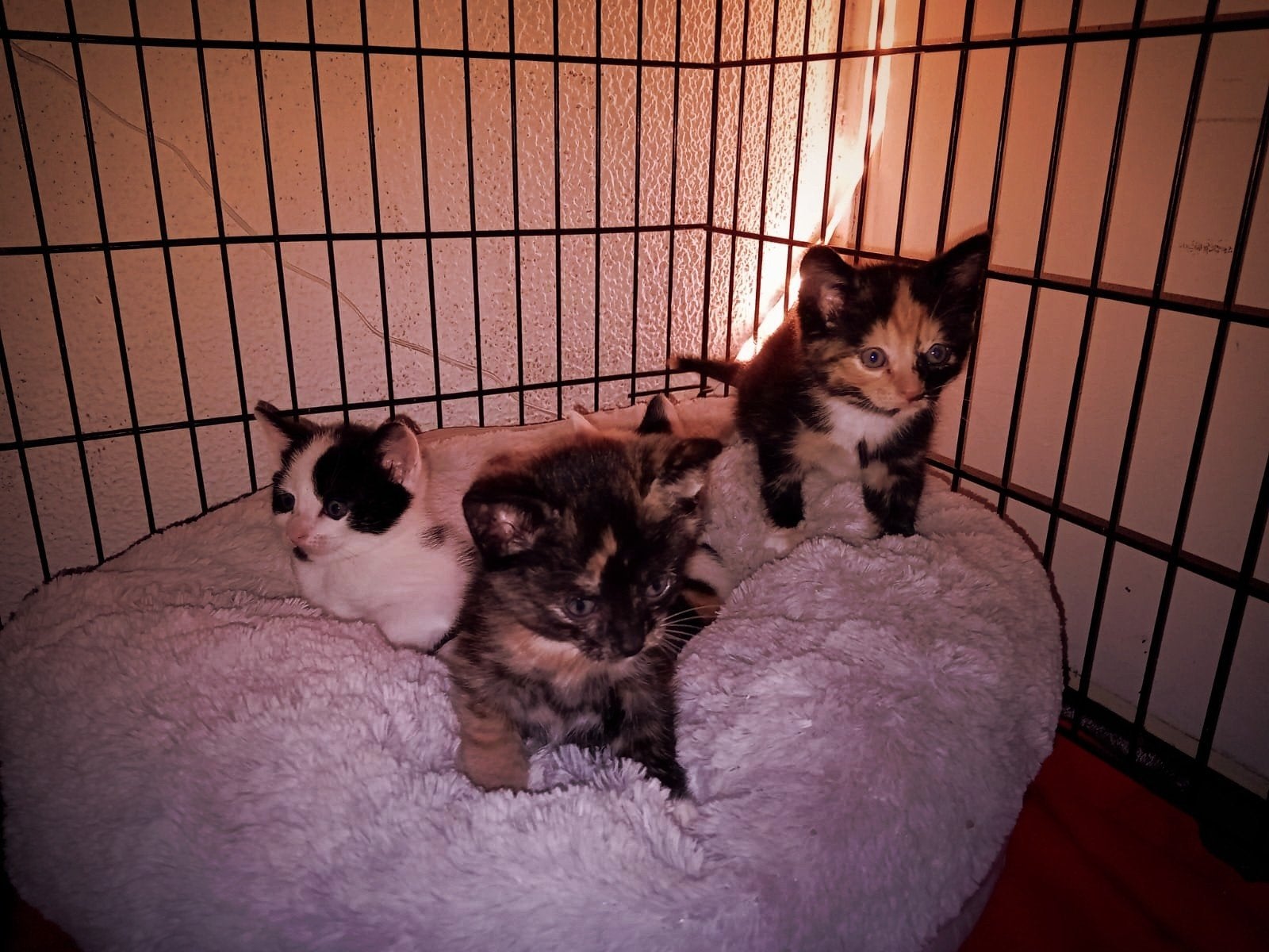 4 kittens te koop, Meerdere dieren, Kortharig, 0 tot 2 jaar