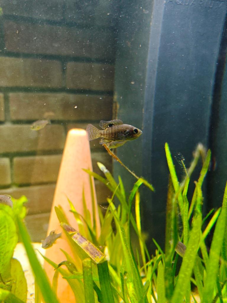 Starry Night Cichliden jonkies (Paratilapia polleni), Dieren en Toebehoren