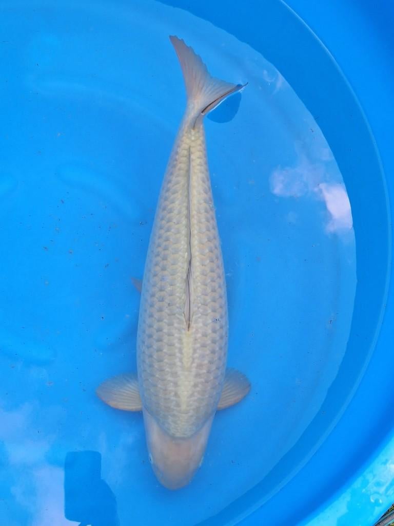 koi  VhQ Chagoi, Karper of Koi