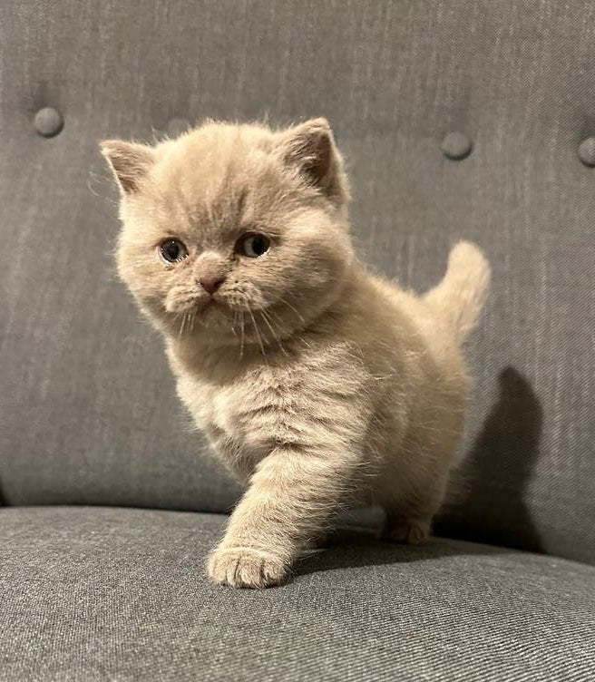 Britse Korthaar Kitten, Kater, Ontwormd, 0 tot 2 jaar
