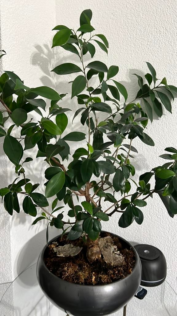 Grote kamer plant, Tuin en Terras, Planten | Bomen, Ophalen, Bloeit niet, Halfschaduw, Overige soorten