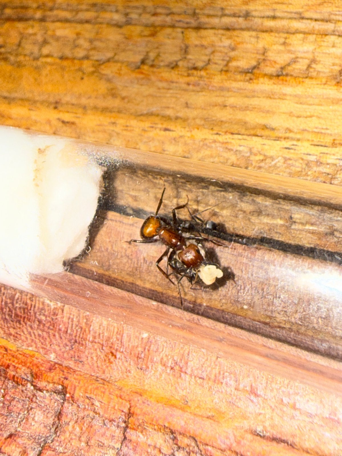 Camponotus nicobarensis mieren kolonies, Bijen