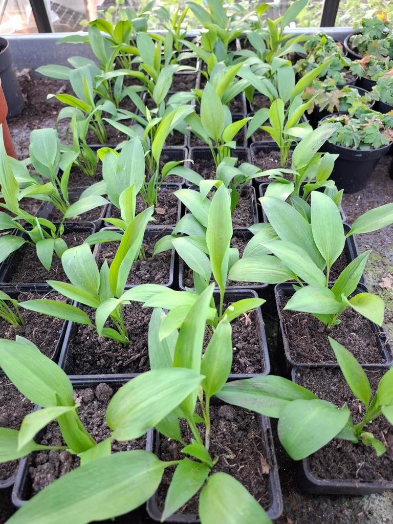 Biologische daslook stinzenplant, Ophalen of Verzenden, Eenjarig, Groenteplanten, Volle zon