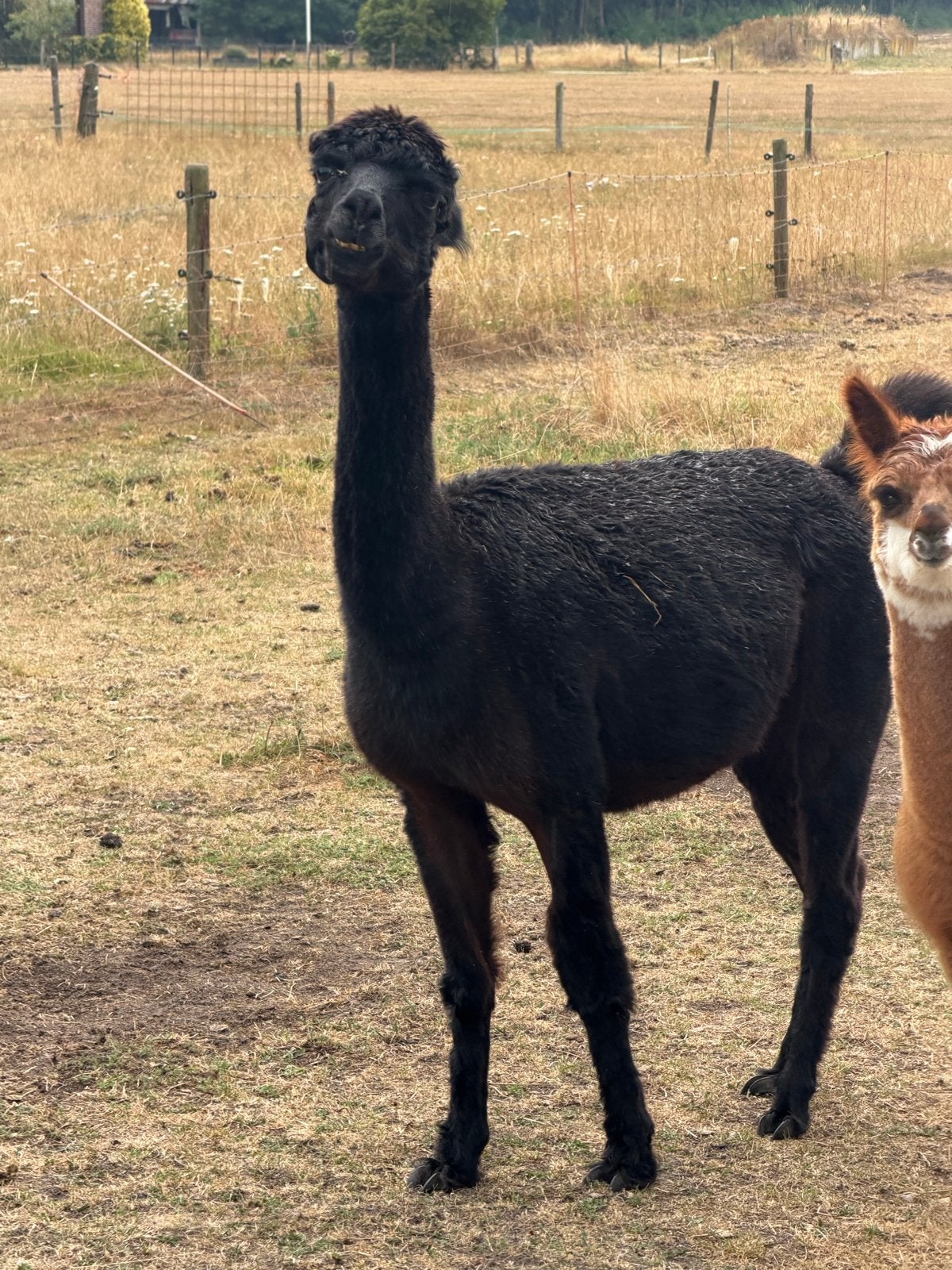 Zwarte alpaca merrie met hengst veulen, December, Mannelijk