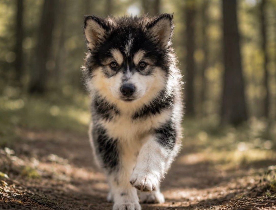 Lief en gezond Pomsky F4 puppy reutje mini husky pup, Parvo, Reu, 8 tot 15 weken, Eén hond