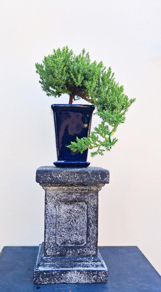 Bonsai Juniperus Squamata Blue Star-Jeneverbes Cascade, In pot, Minder dan 100 cm, Bonsai, Groene kamerplant