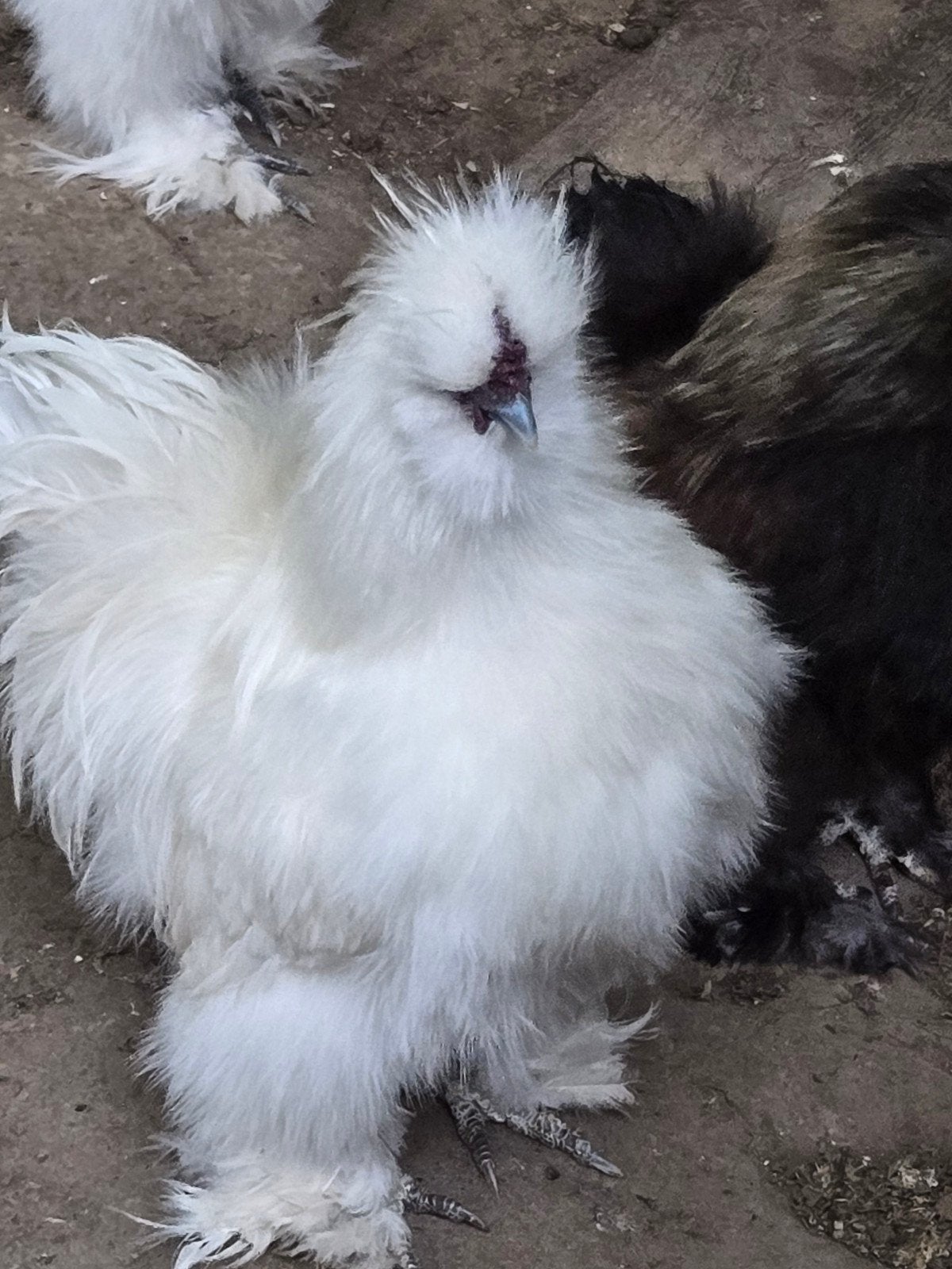 Haan en vier Knuffelige kuikens (circa 3 weken), Dieren en Toebehoren, Mannelijk, Kip