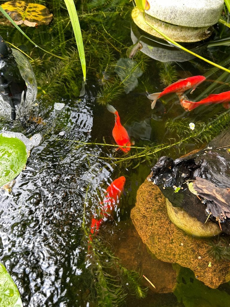 Vijver, Tuin en Terras, Ophalen, Gebruikt, Overige typen