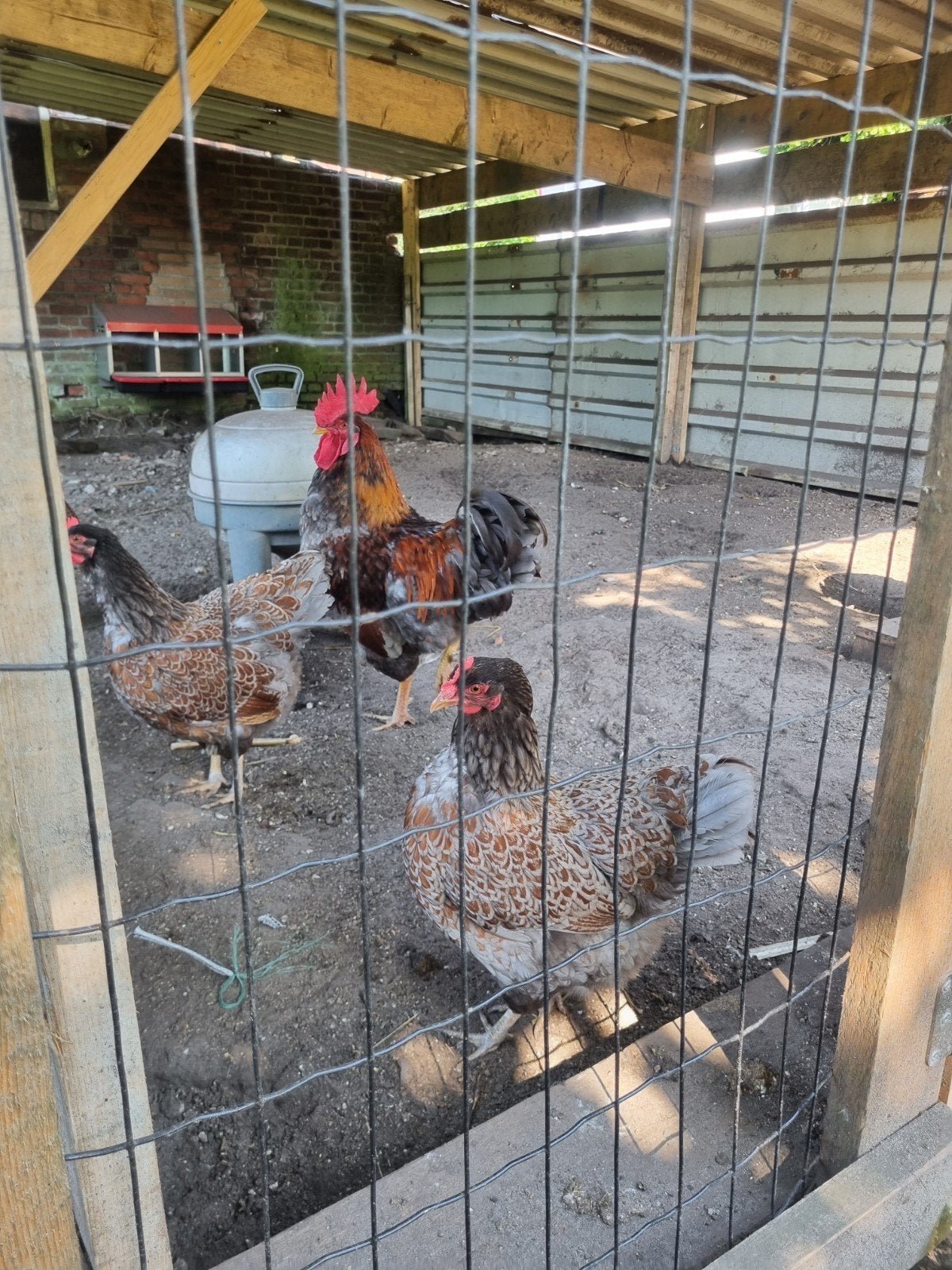 Broedeieren blauw gezoomde barnevelder, Dieren en Toebehoren, Pluimvee, Geslacht onbekend, Kip