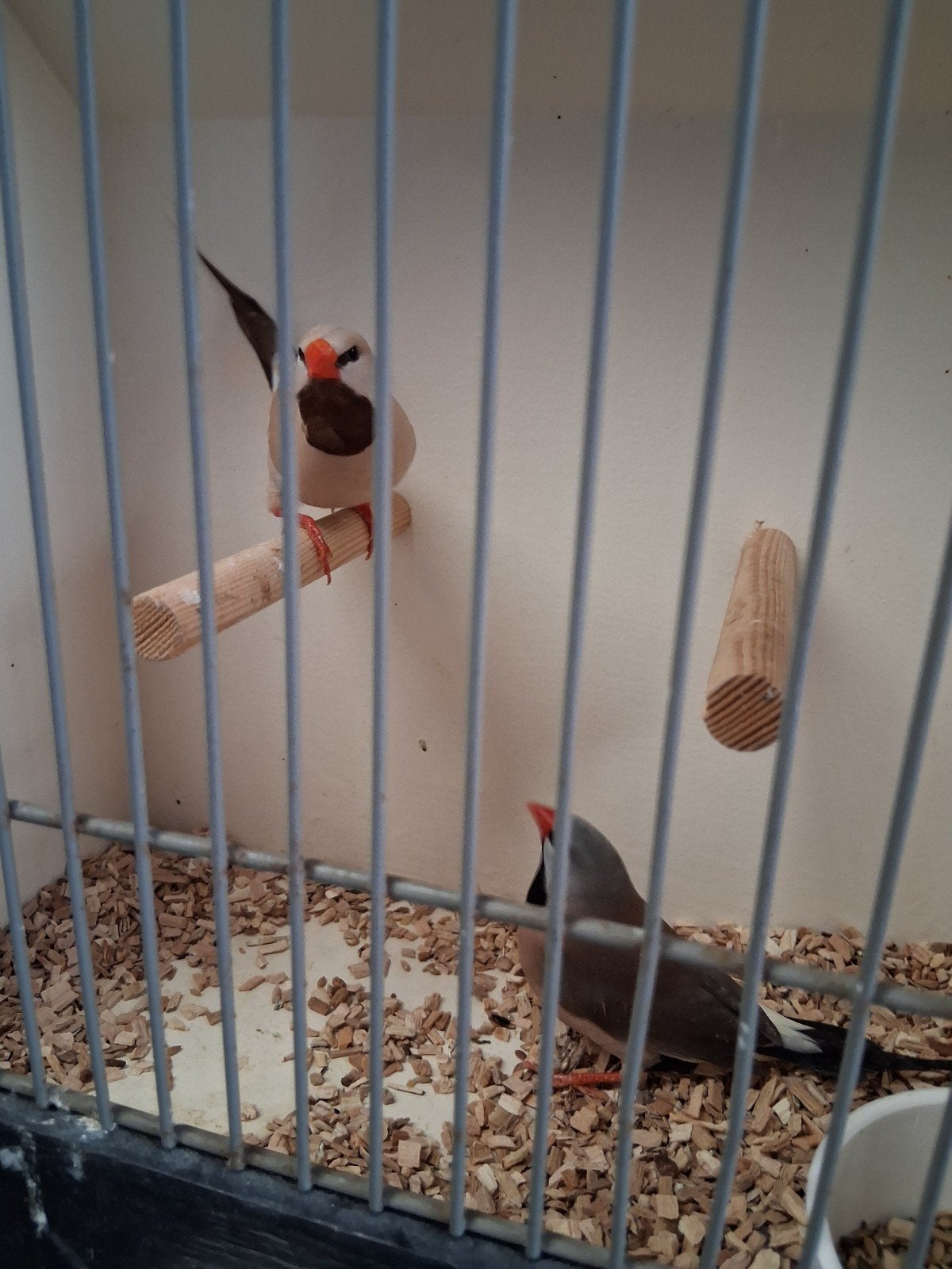 mooi koppel spitstaarten wildkleur x bruin, Dieren en Toebehoren, Meerdere dieren