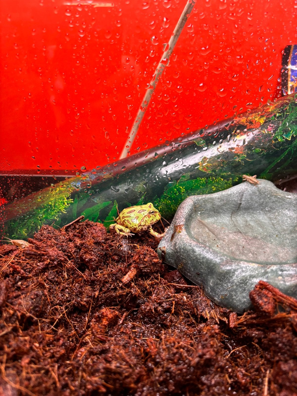 Hoornkikker Frog - unknown for sale from Koicompagnie