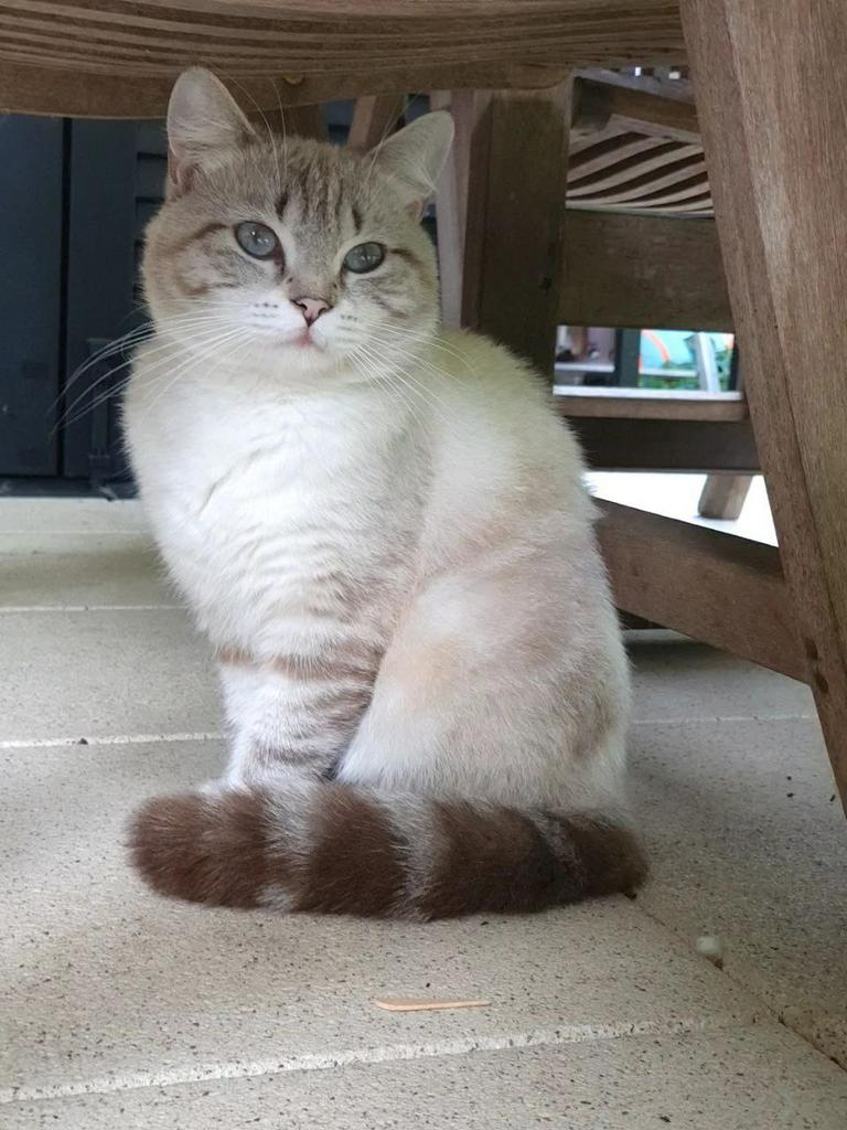 DEKKATER Britse Korth. Lynx point Tabby Blotch incl. FivFelv