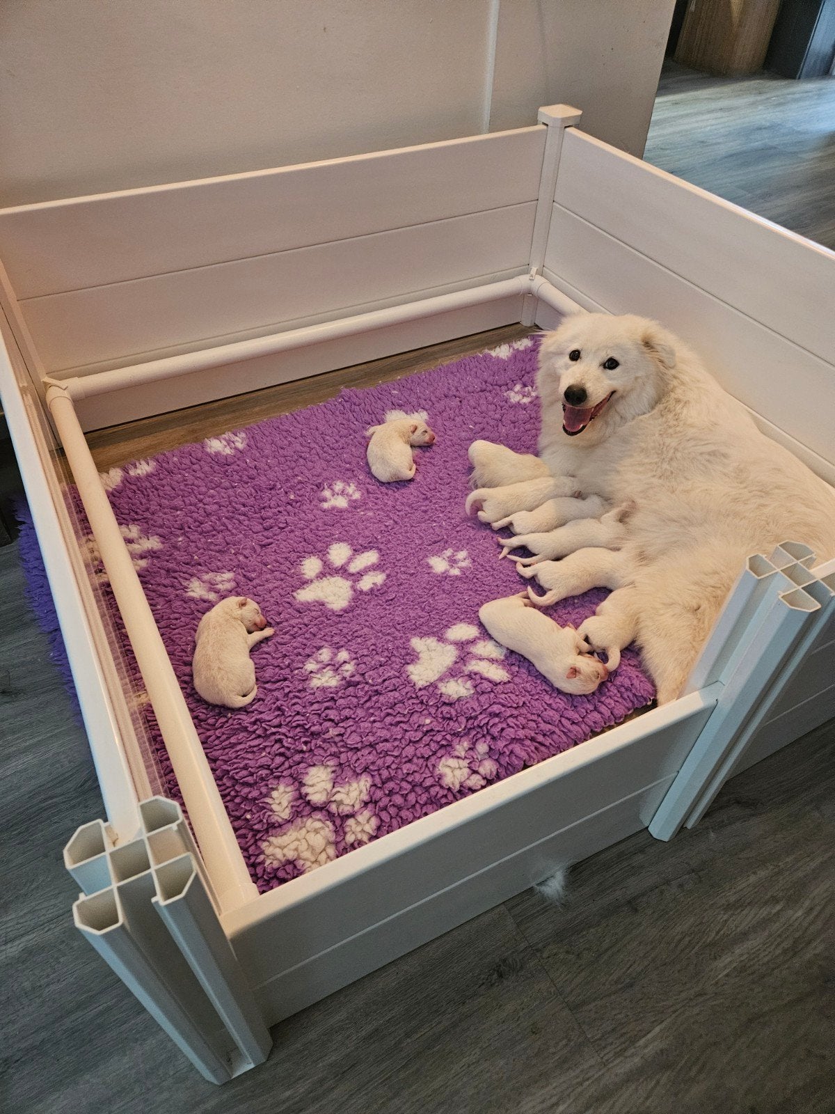 pups samojeed x, 8 tot 15 weken, Poolhond, Meerdere, Meerdere dieren