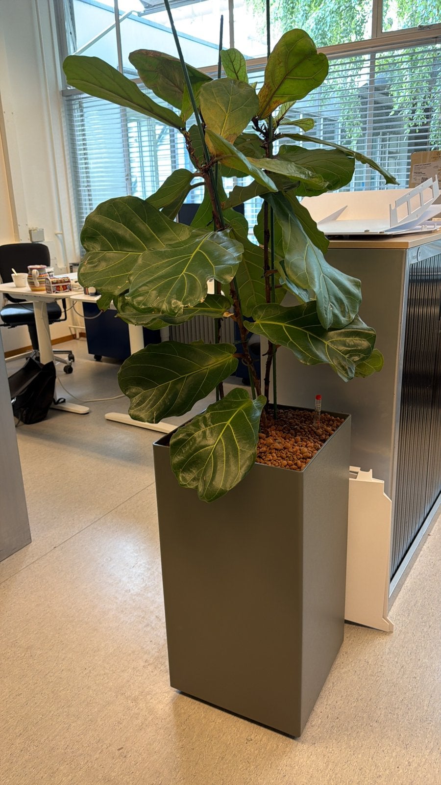 Vioolbladplant (Ficus lyrata) design plantenbak hydrocultuur, Ophalen, Ficus, Halfschaduw, In pot