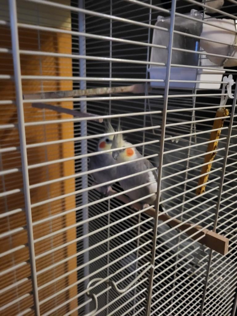 Te koop 2 lieve mooie valkparkieten met kooi en toebehoren, Mannelijk, Zangkanarie